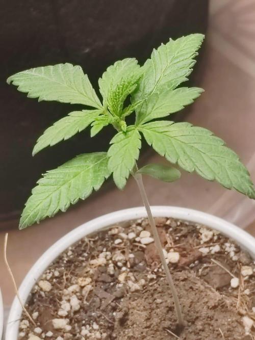 Cookies Gelato Feminized 🍪 🍦. Week 3