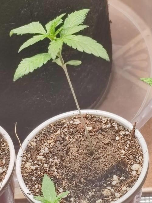 Cookies Gelato Feminized 🍪 🍦. Week 3