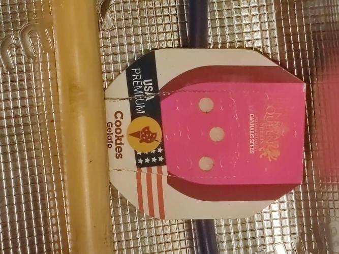 Cookies Gelato Feminized 🍪 🍦. Week 3