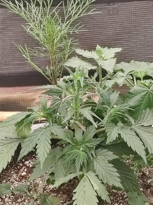 Royal Cookies 🍪 🤤. Week 5