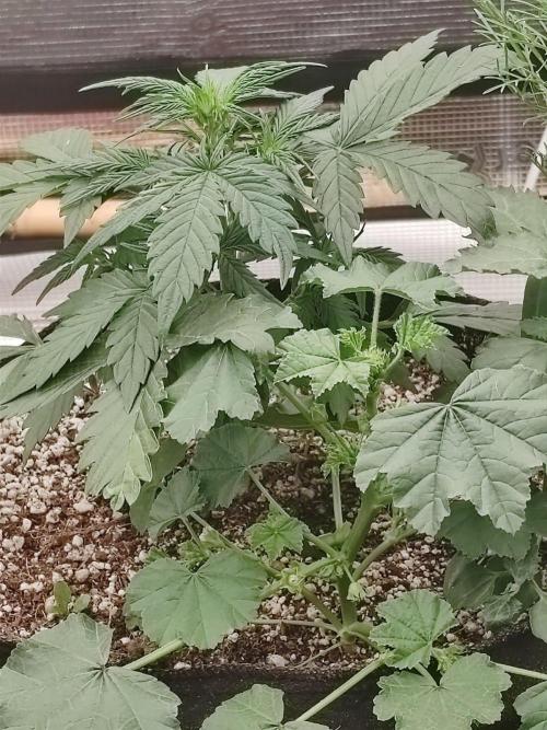 Royal Cookies 🍪 🤤. Week 5