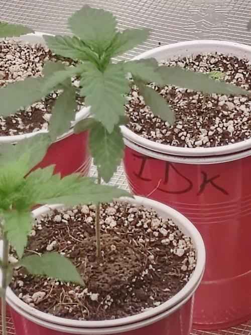 Special Kush #1. Week 4