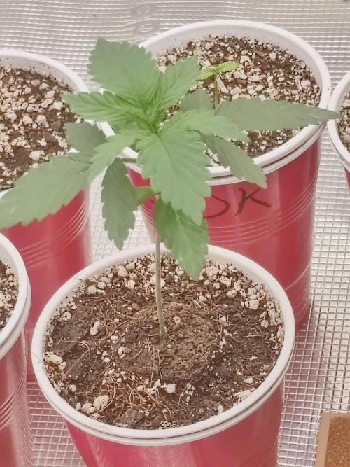 Special Kush #1. Week 4