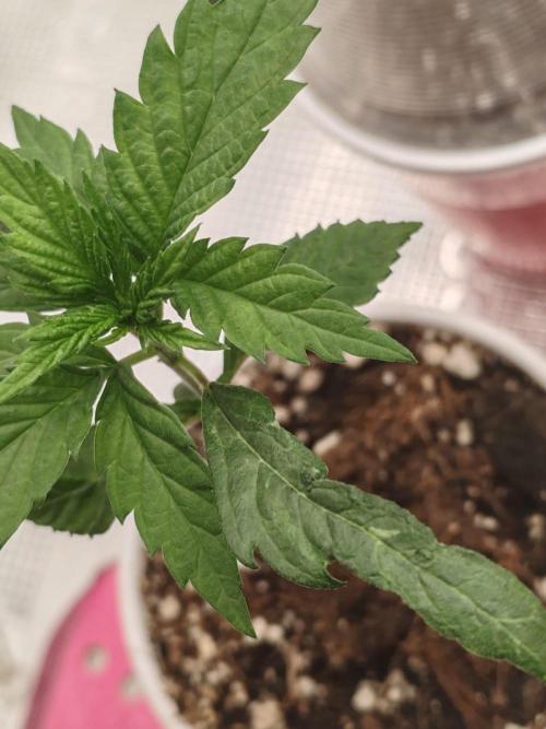 Special Kush #1. Week 4