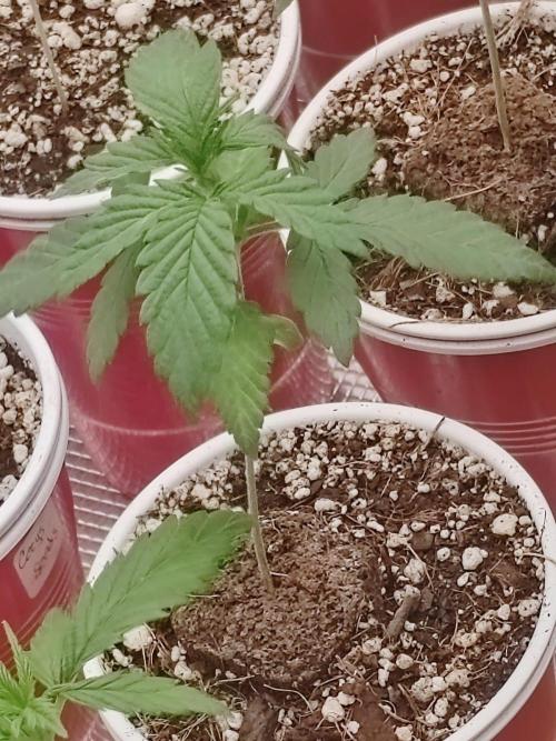 Special Kush #1. Week 4