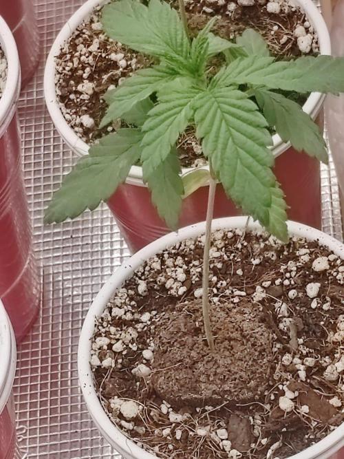 Special Kush #1. Week 4