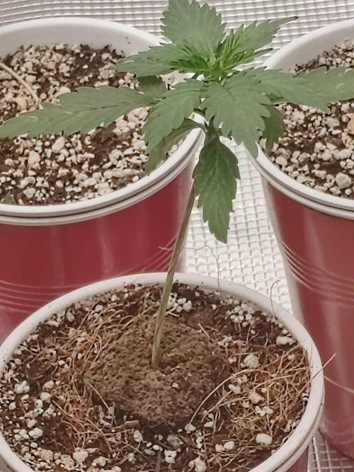 Cookies Gelato Feminized 🍪 🍦. Week 4