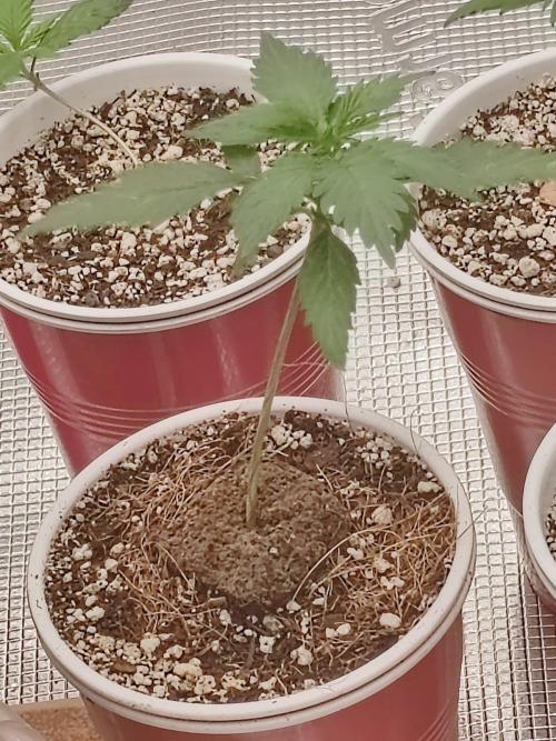 Cookies Gelato Feminized 🍪 🍦. Week 4