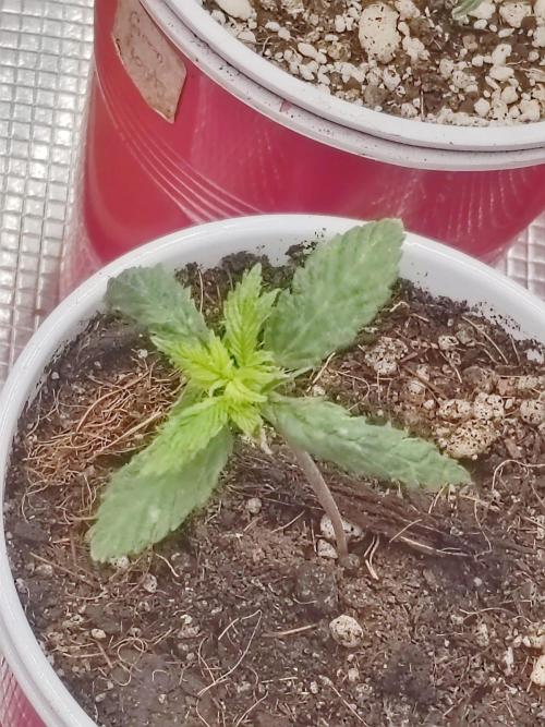 Cookies Gelato Feminized 🍪 🍦. Week 4 - Sulfur defiency or PH, which one?!?!