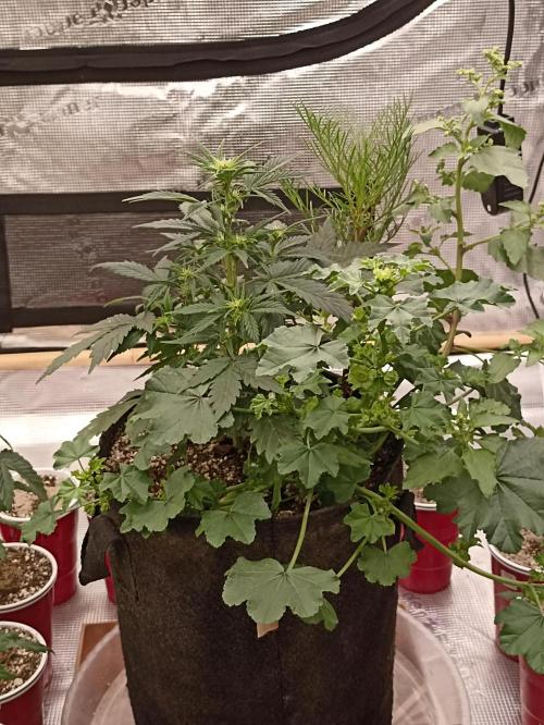 Royal Cookies 🍪 🤤. Week 6