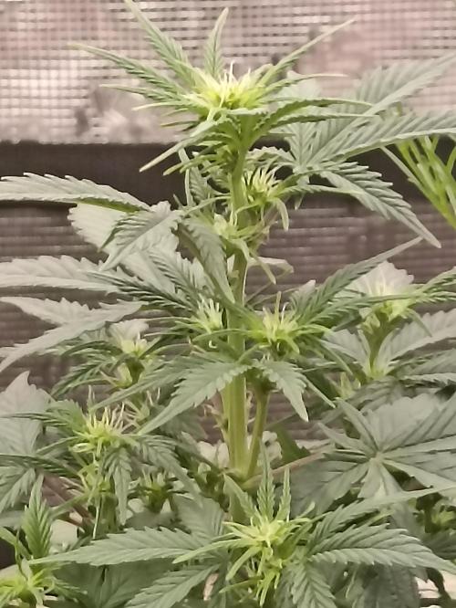 Royal Cookies 🍪 🤤. Week 6