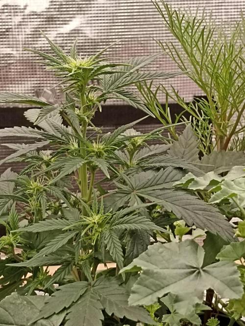 Royal Cookies 🍪 🤤. Week 6