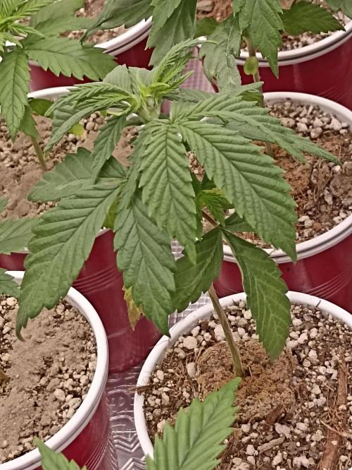 Special Kush #1. Week 5