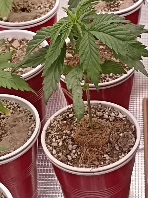 Special Kush #1. Week 5