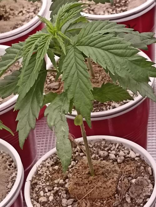 Special Kush #1. Week 5