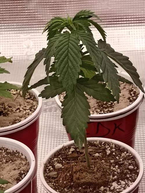 Special Kush #1. Week 5