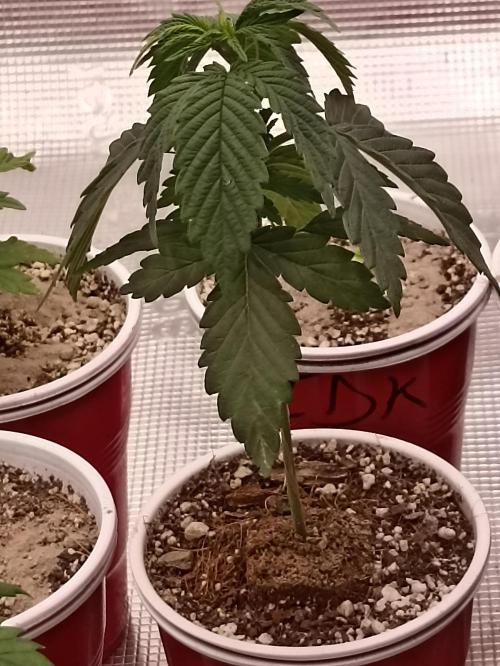 Special Kush #1. Week 5