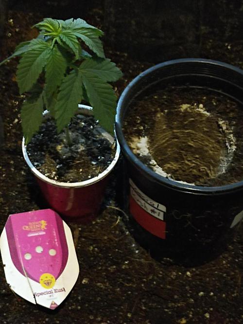 Special Kush #1. Week 5