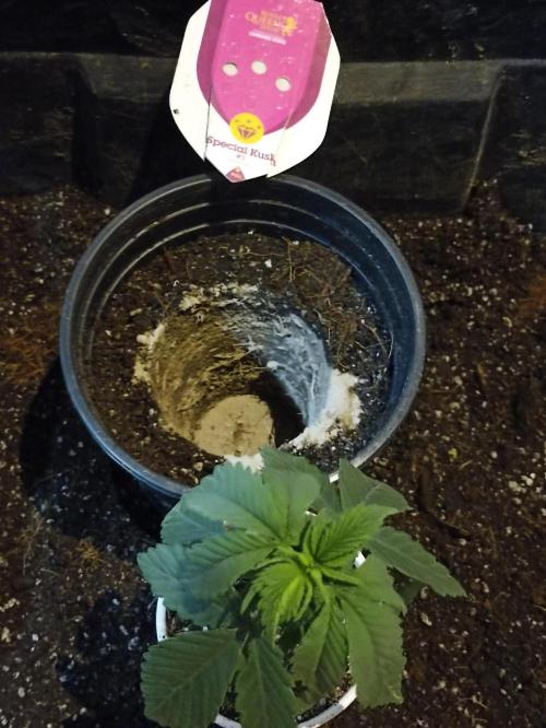 Special Kush #1. Week 5