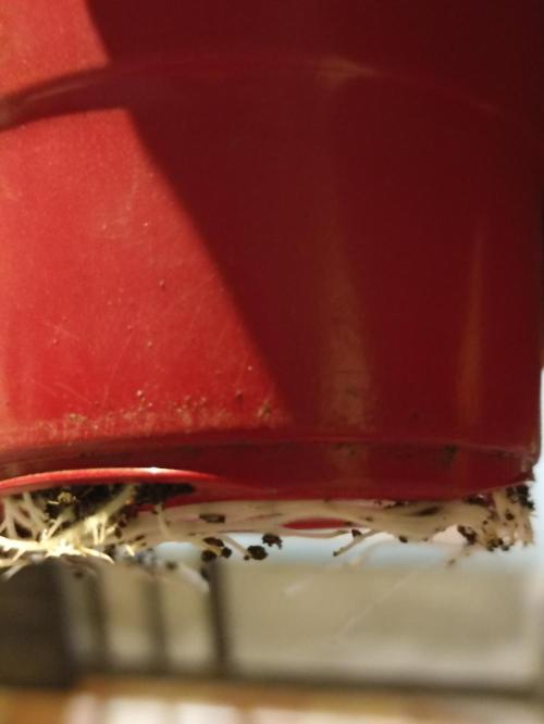 Special Kush #1. Week 5