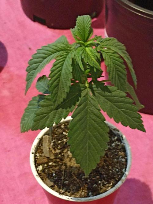 Special Kush #1. Week 5