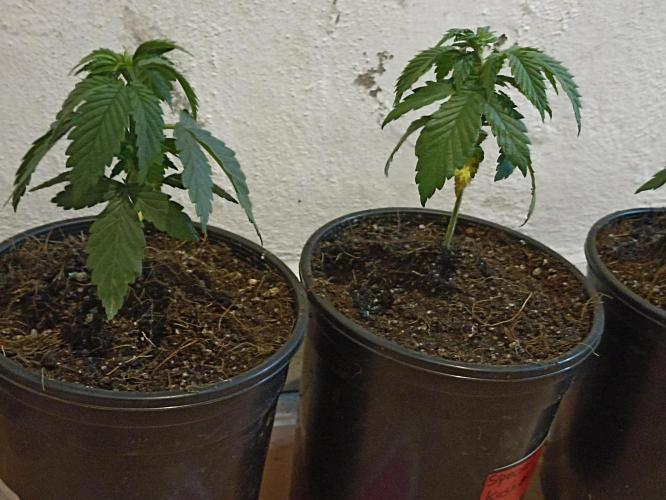 Special Kush #1. Week 5