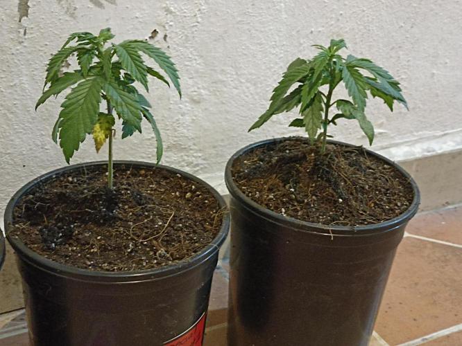 Special Kush #1. Week 5