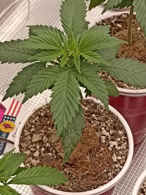 Cookies Gelato Feminized 🍪 🍦. Week 5