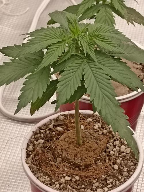 Cookies Gelato Feminized 🍪 🍦. Week 5