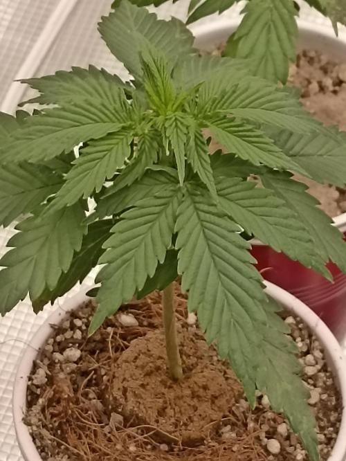 Cookies Gelato Feminized 🍪 🍦. Week 5