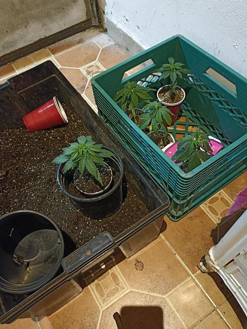 Cookies Gelato Feminized 🍪 🍦. Week 5