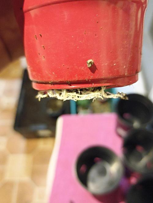 Cookies Gelato Feminized 🍪 🍦. Week 5