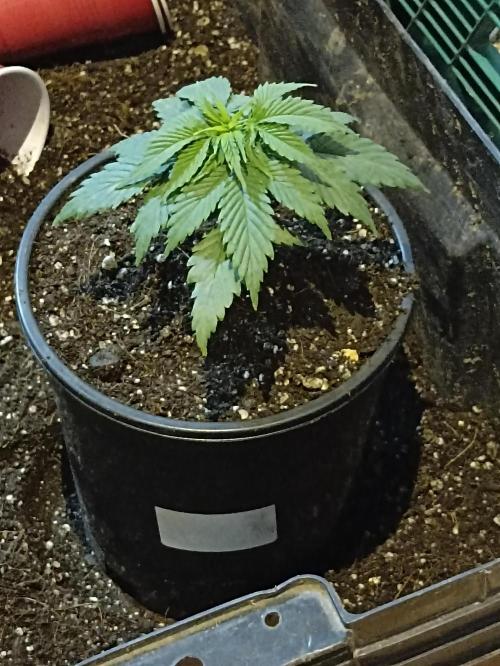 Cookies Gelato Feminized 🍪 🍦. Week 5