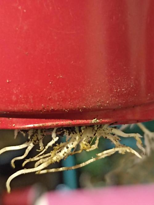 Cookies Gelato Feminized 🍪 🍦. Week 5