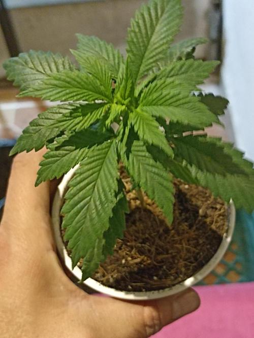 Cookies Gelato Feminized 🍪 🍦. Week 5