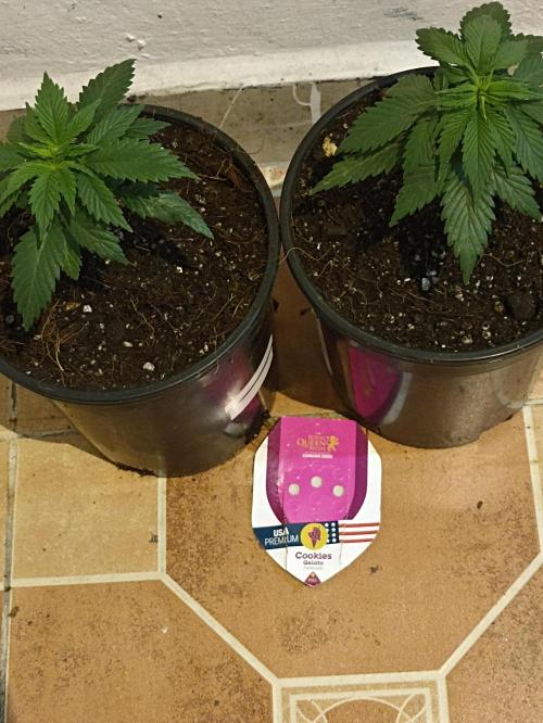 Cookies Gelato Feminized 🍪 🍦. Week 5