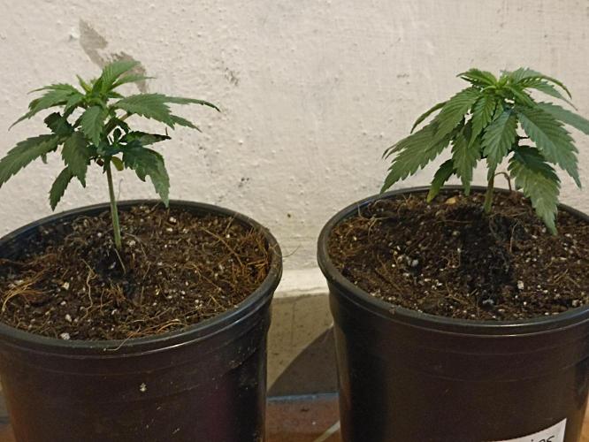 Cookies Gelato Feminized 🍪 🍦. Week 5