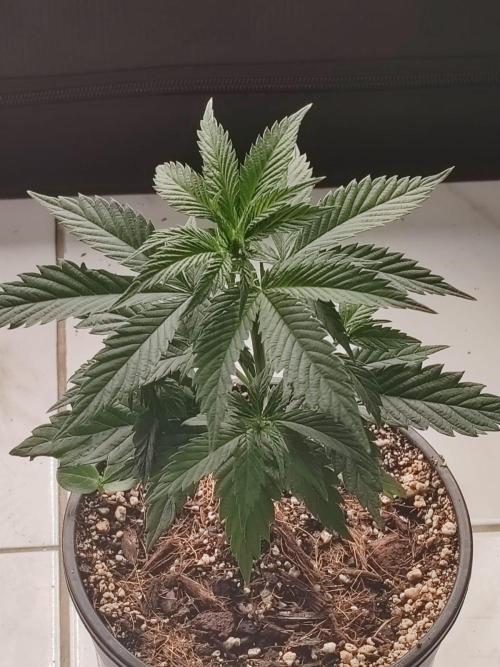 Special Kush #1. Week 6