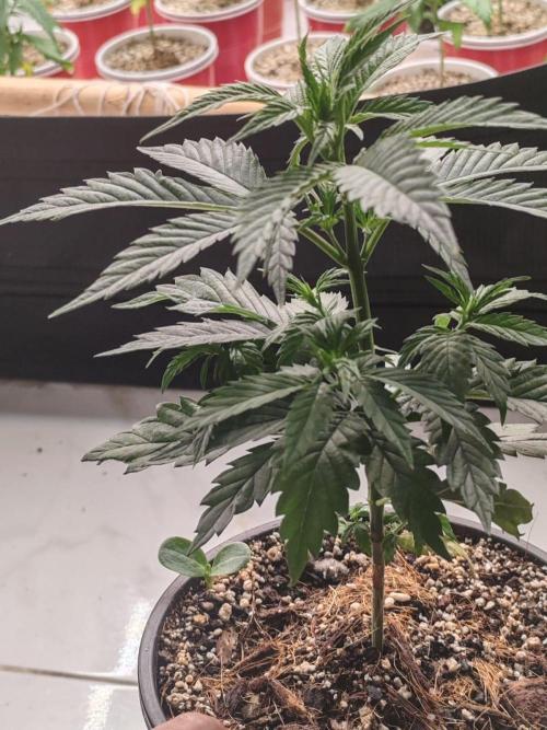 Special Kush #1. Week 6