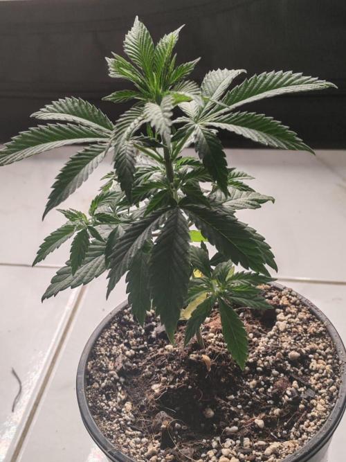 Special Kush #1. Week 6