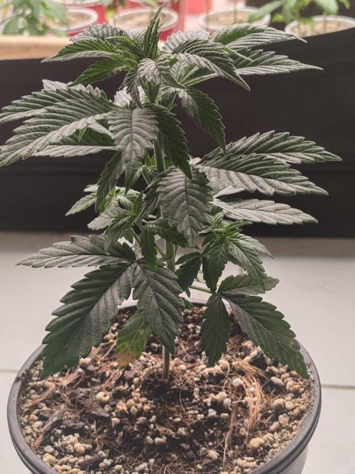 Special Kush #1. Week 6