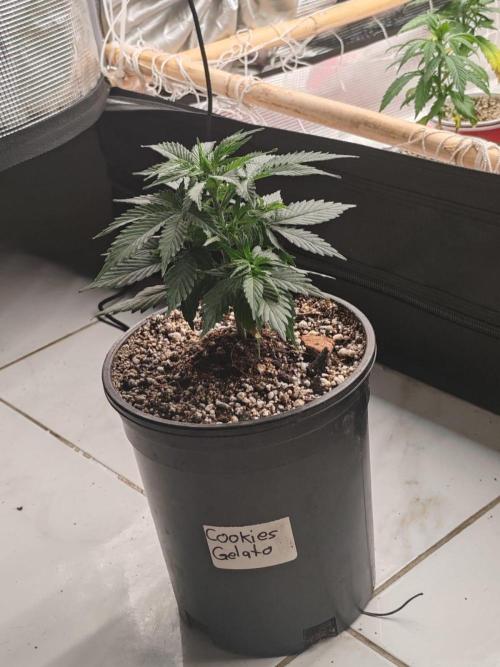 Cookies Gelato Feminized 🍪 🍦. Week 6