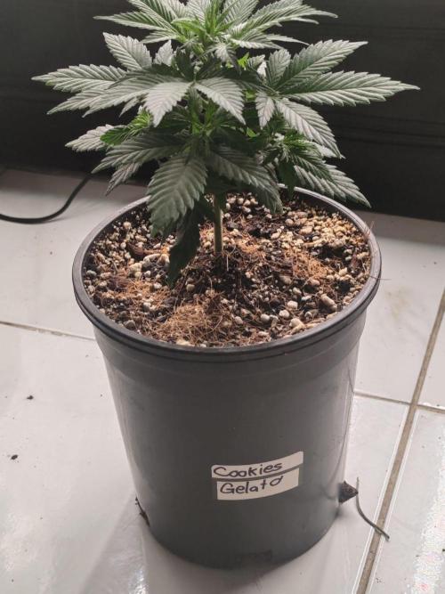 Cookies Gelato Feminized 🍪 🍦. Week 6