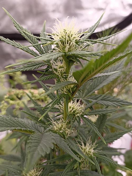 Royal Cookies 🍪 🤤. Week 7