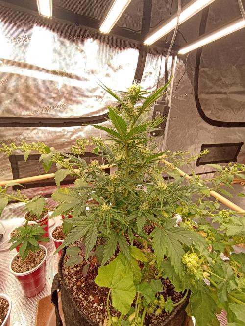 Royal Cookies 🍪 🤤. Week 7