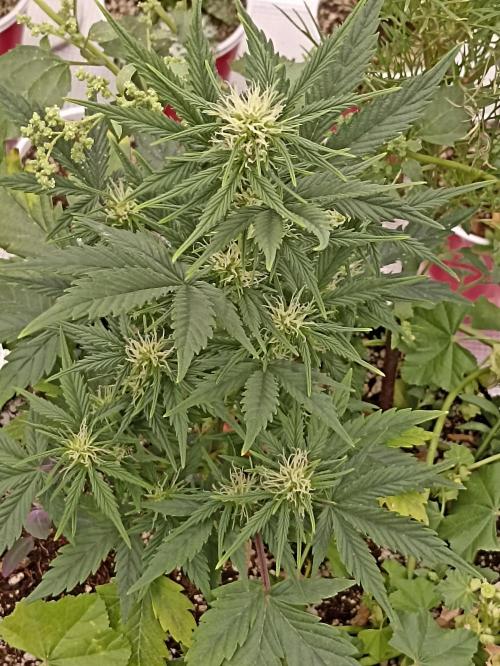 Royal Cookies 🍪 🤤. Week 7