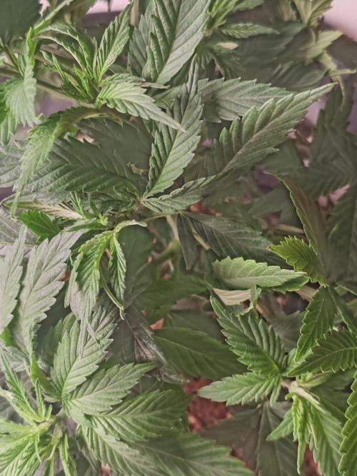 Cookies Gelato Feminized 🍪 🍦. Week 7