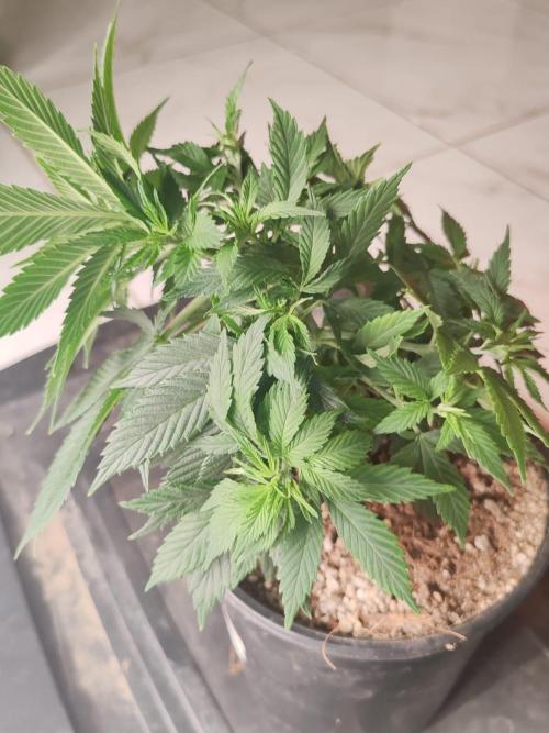 Cookies Gelato Feminized 🍪 🍦. Week 7