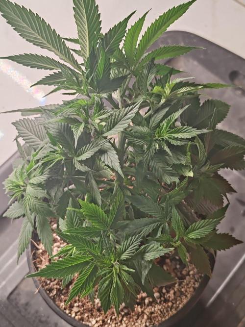 Cookies Gelato Feminized 🍪 🍦. Week 7