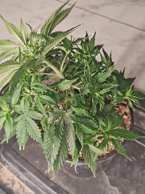 Cookies Gelato Feminized 🍪 🍦. Week 7